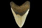 Fossil Megalodon Tooth - North Carolina #124389-2